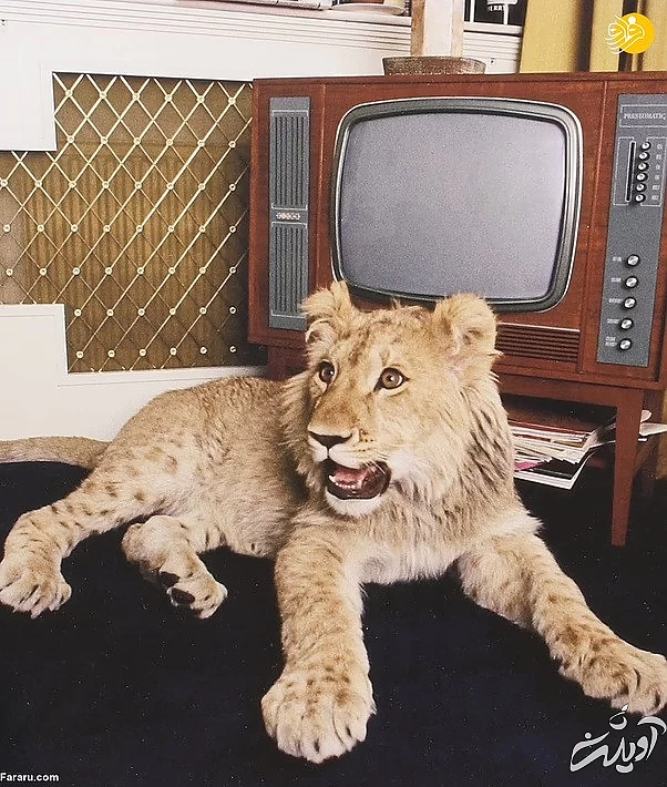 (تصاویر) داستان یک شیر؛ از بنز سواری تا رهایی در حیات وحش کنیا